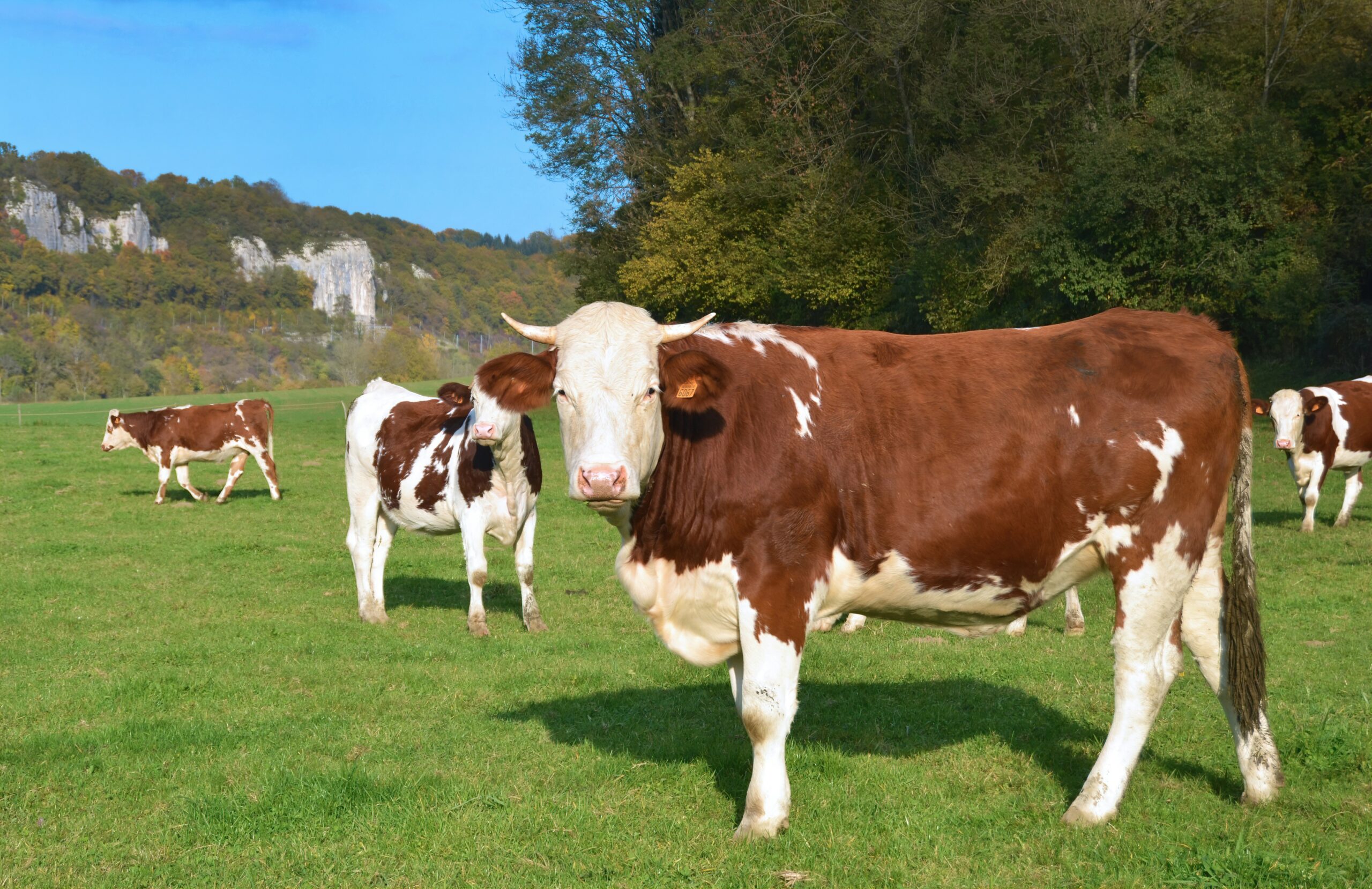 Expert expert reaction to a study in Science looking at the mutations in bovine influenza H5N1 that make the virus more specific to humans