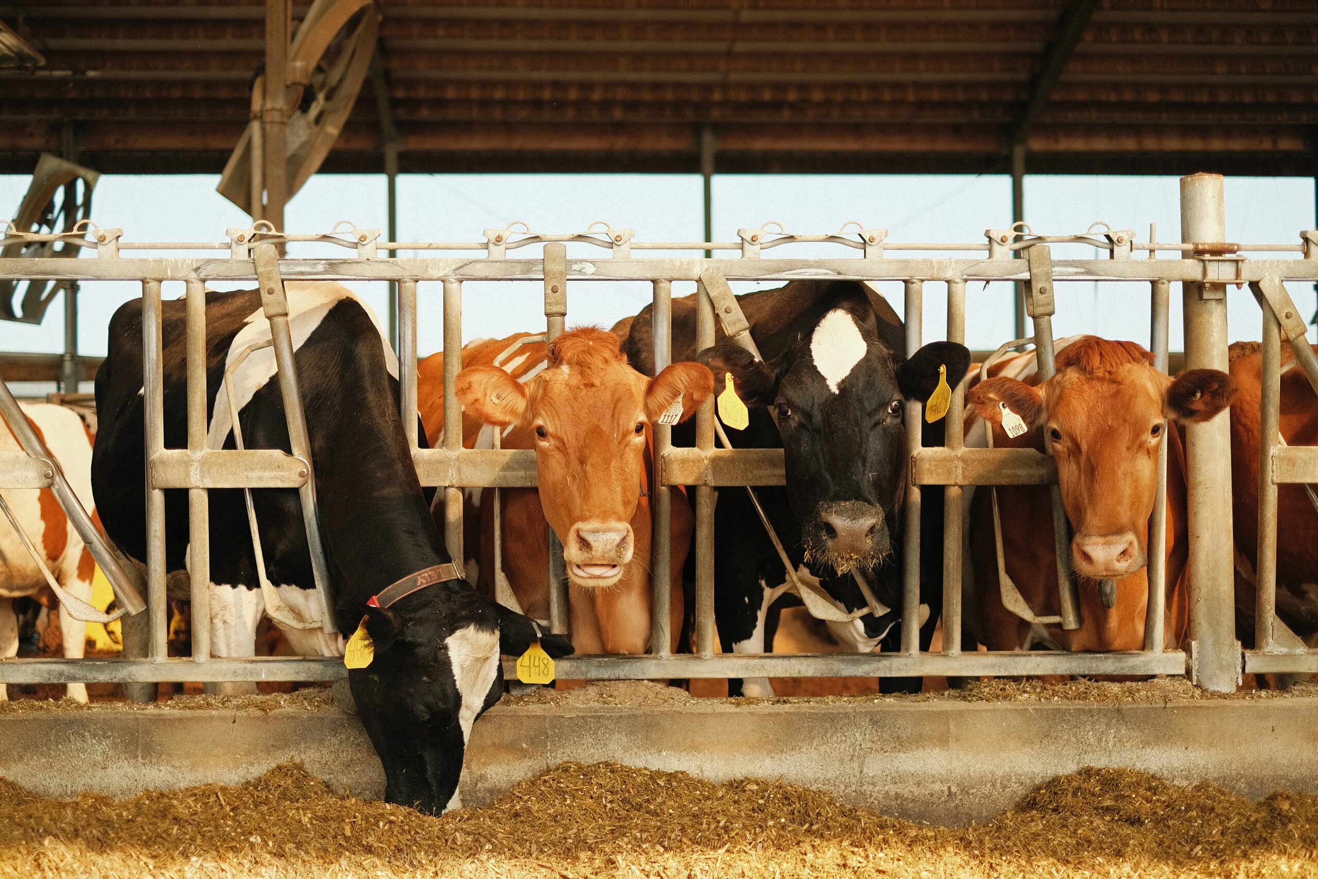 Fodder concerns mount as drought drags on — Expert Reaction
