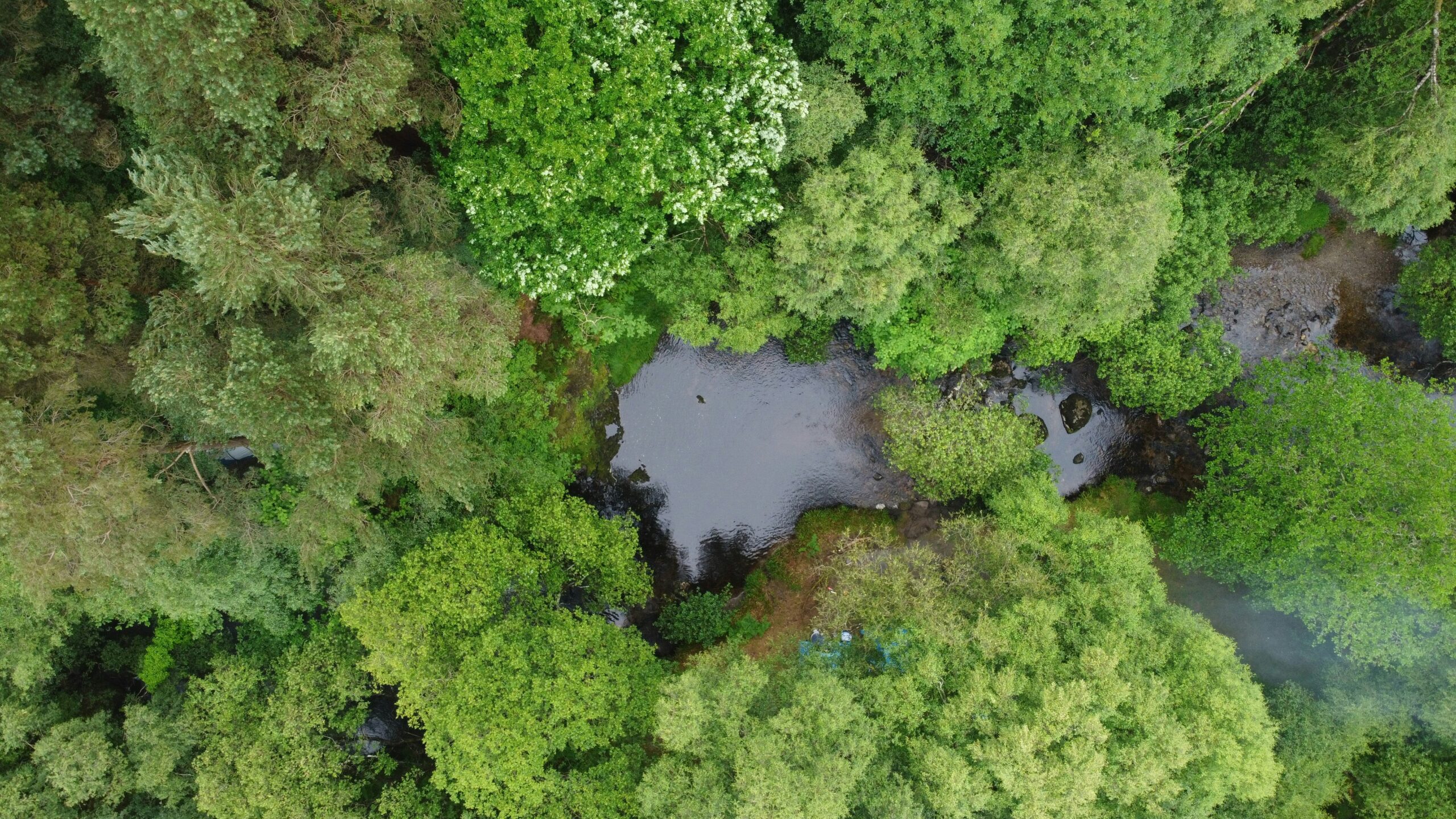 Global progress on protecting nature under review at UN biodiversity summit – Expert Reaction 